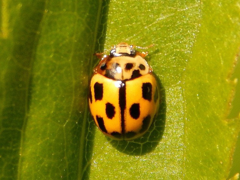 Serie di Coccinellidae del Parco del Ticino